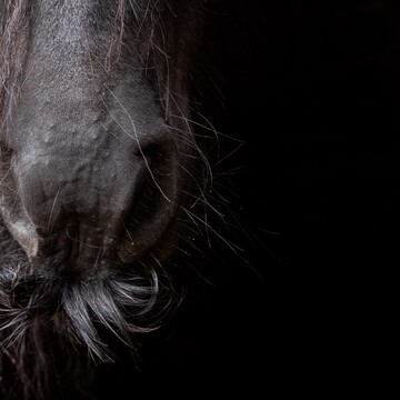 Ruth Chamberlain Pony Snout TO BE DELETED AFTER USE