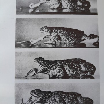 Toad Eating