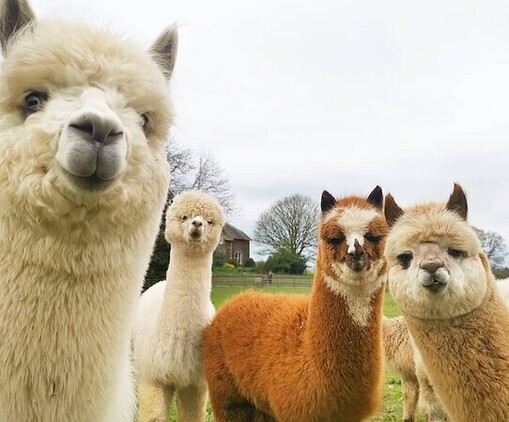 Come and meet the woolly